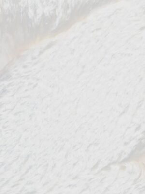 16 White Lion